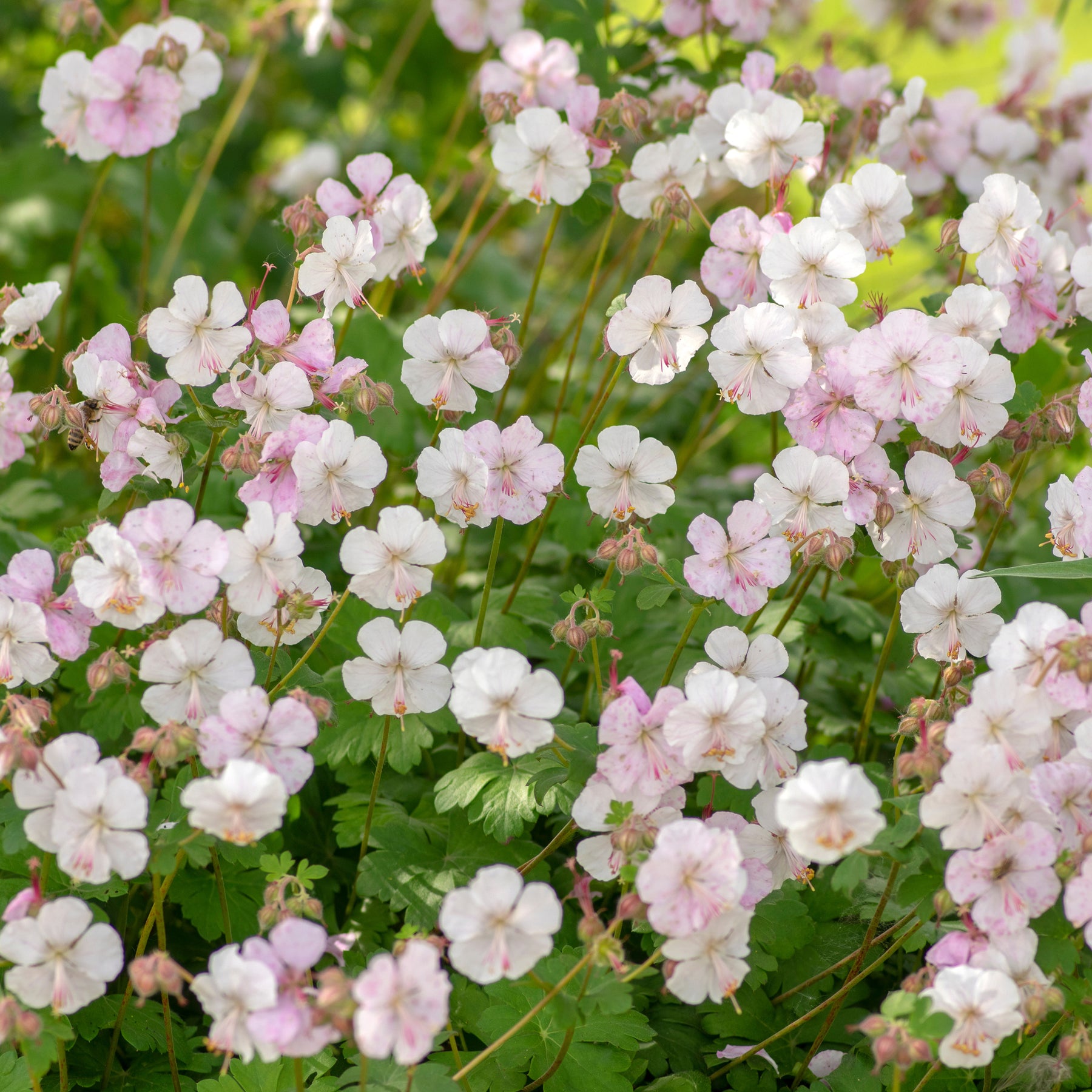 Géranium vivace Biokovo - Willemse