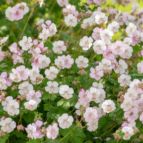Géranium vivace Biokovo - Willemse
