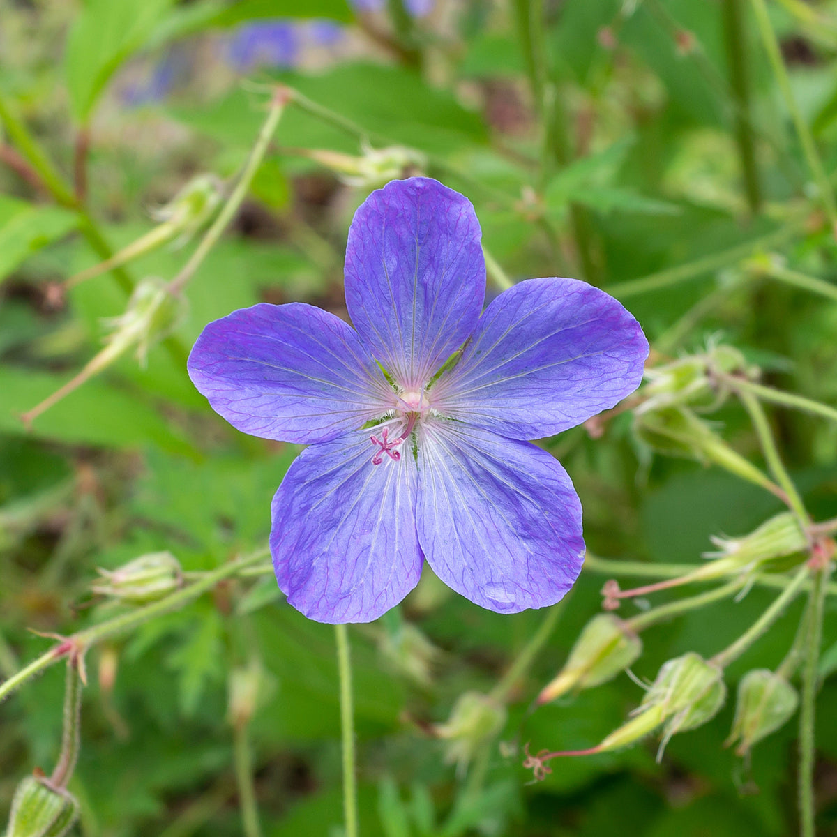 Géranium vivace Johnson's Blue - Willemse