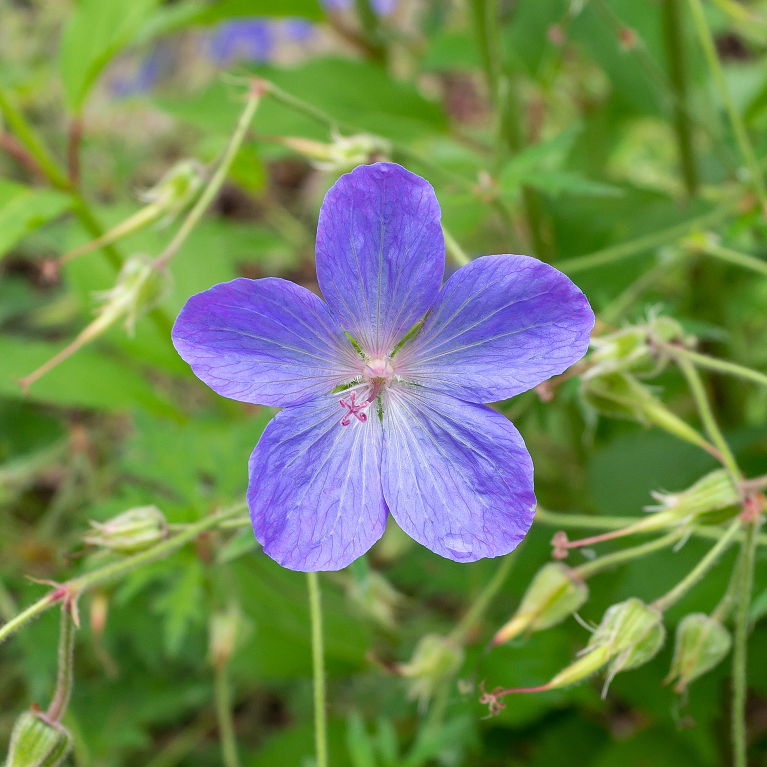 Géranium vivace Johnson's Blue - Willemse