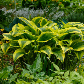 Hosta Queen Josephine - Hosta Queen Josephine - Hosta