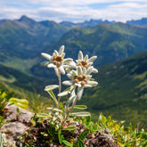 Edelweiss des Alpes - Willemse