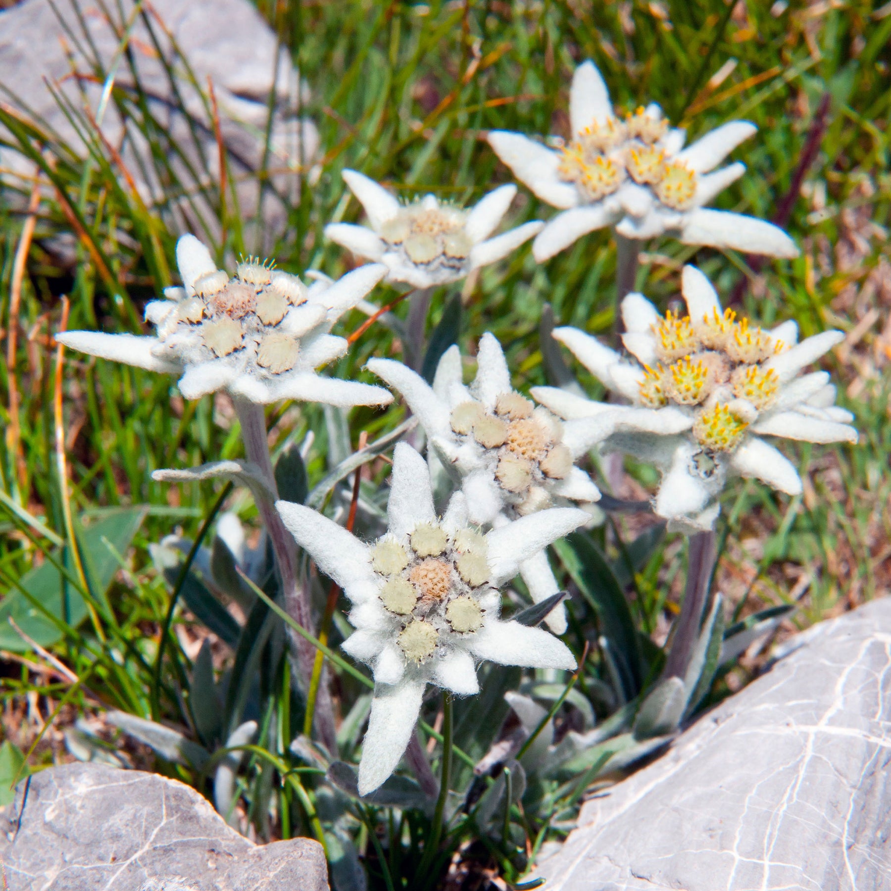 Vente Edelweiss des Alpes - Leontopodium alpinum