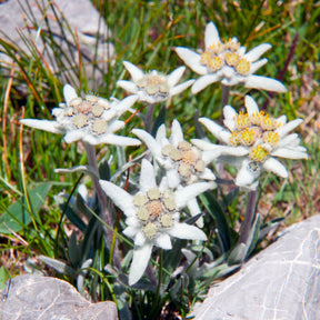 Vente Edelweiss des Alpes - Leontopodium alpinum