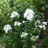 Phlox paniculé White Admiral - Willemse