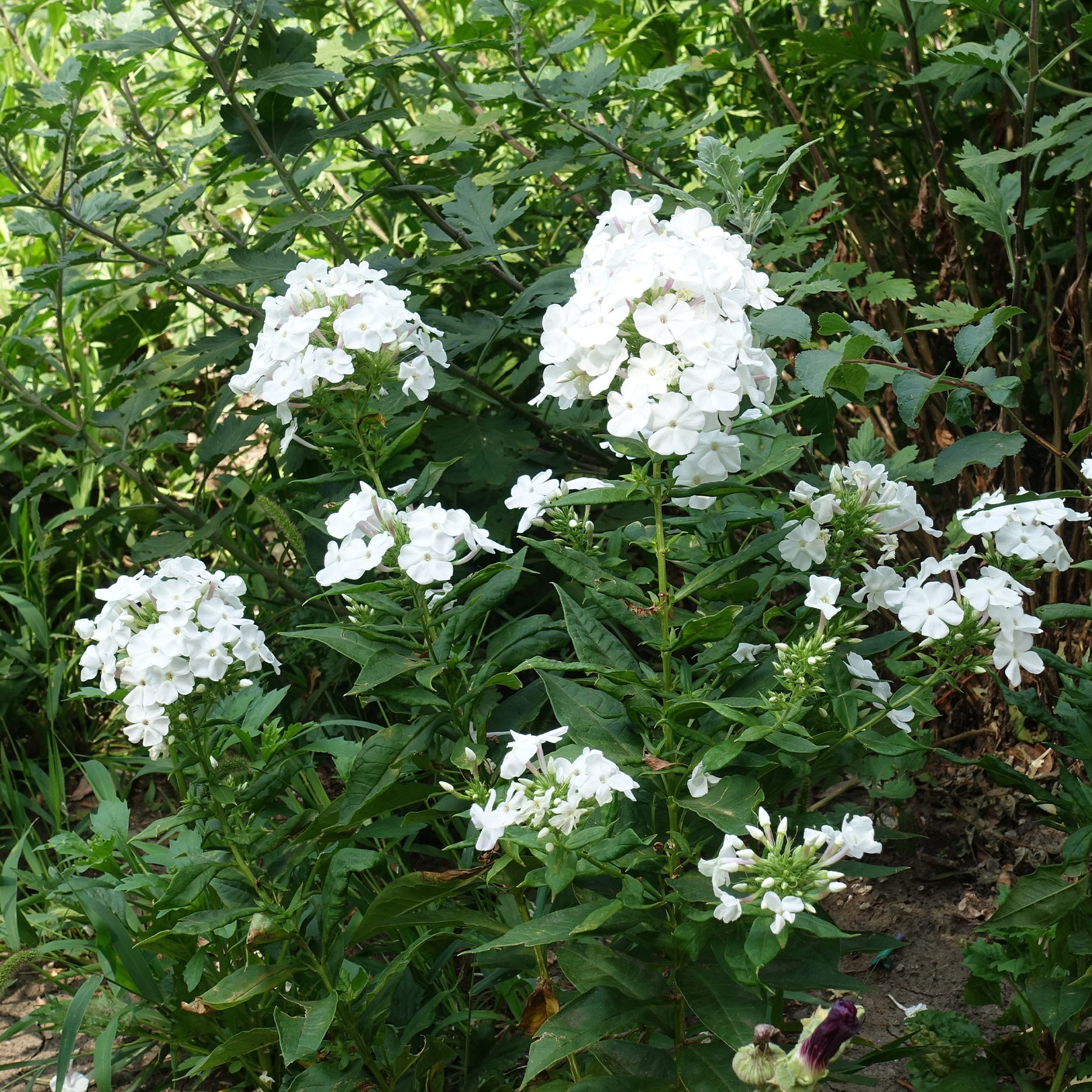 Phlox paniculé White Admiral - Willemse