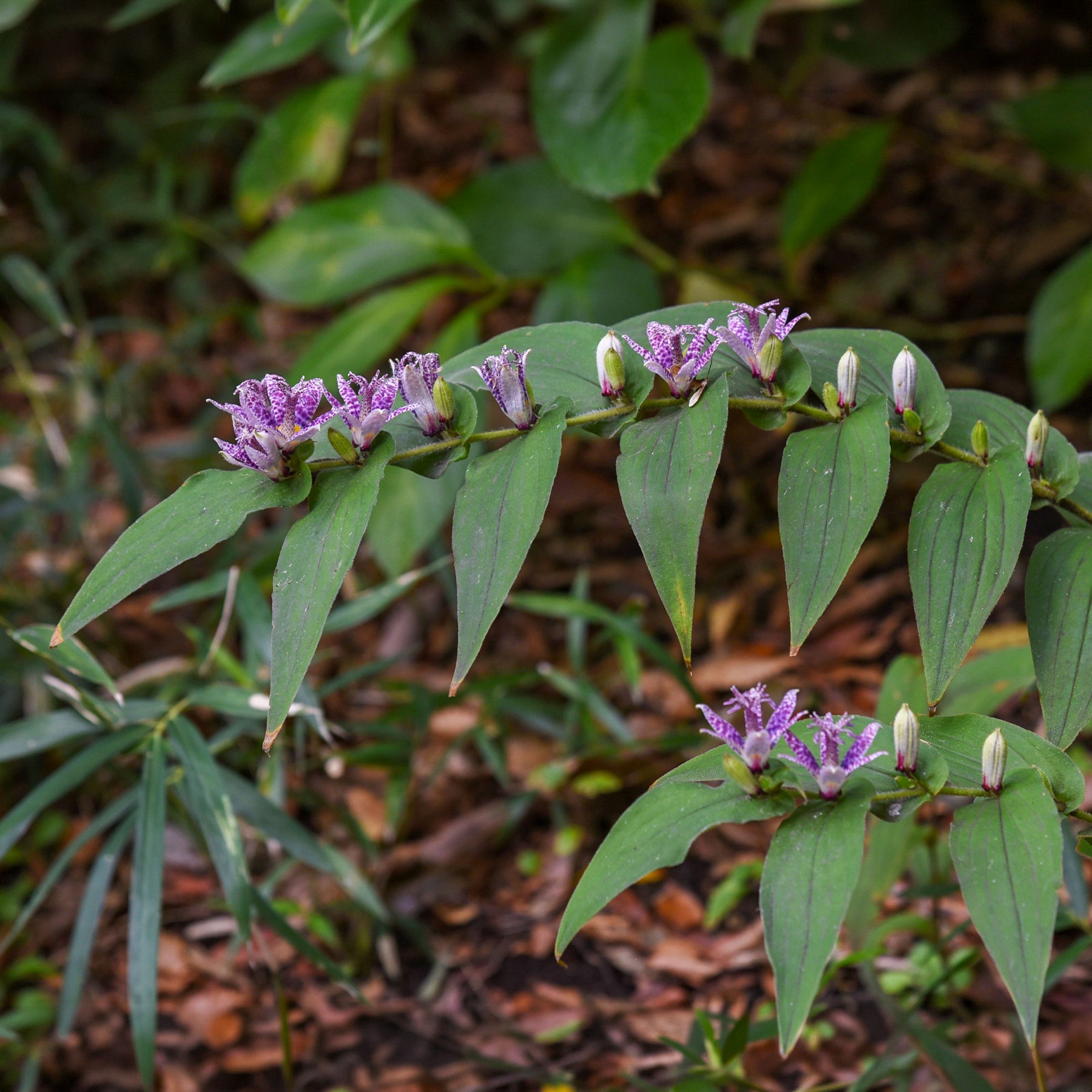 Lis des crapauds hirta - Tricyrtis hirta - Willemse