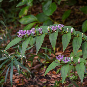 Lis des crapauds hirta - Tricyrtis hirta - Willemse