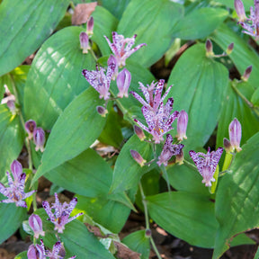 Tricyrtis hirta - Lis des crapauds hirta - Vivaces sauvages