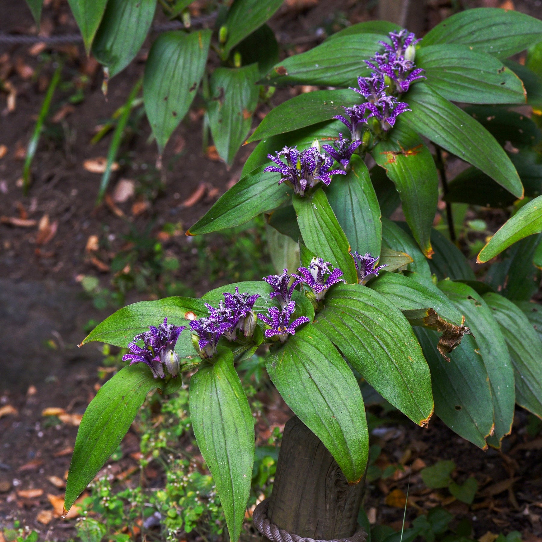 Vivaces sauvages - Lis des crapauds hirta - Tricyrtis hirta