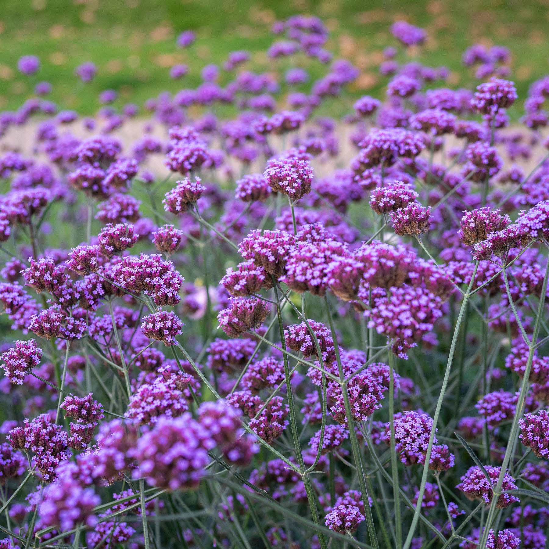 Vente Verveine de Buenos Aires - Verbena bonariensis