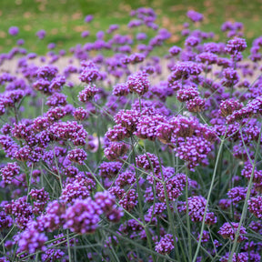 Vente Verveine de Buenos Aires - Verbena bonariensis