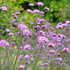 Verveine de Buenos Aires - Verbena bonariensis - Willemse