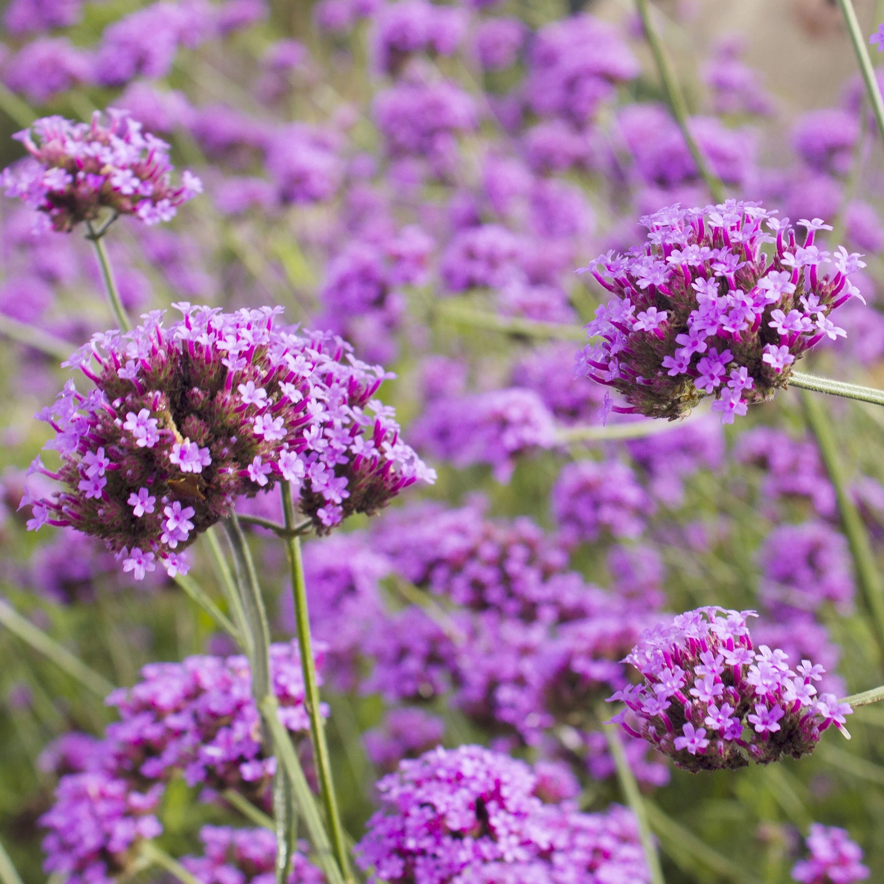 5 Vivaces roses et mauves -  - Willemse
