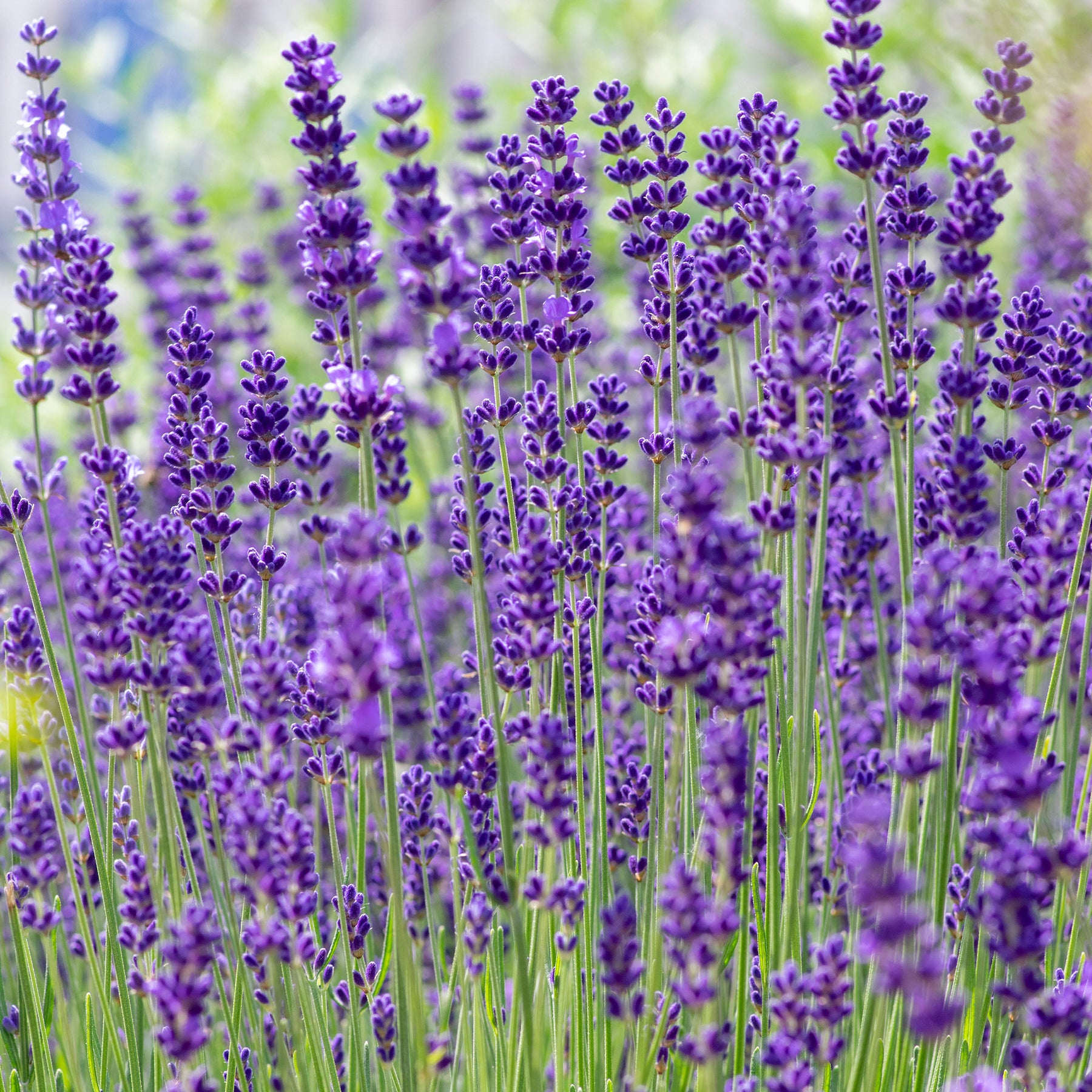 Lavande vraie Hidcote - Willemse