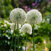 2 Alliums Mount Everest - Willemse