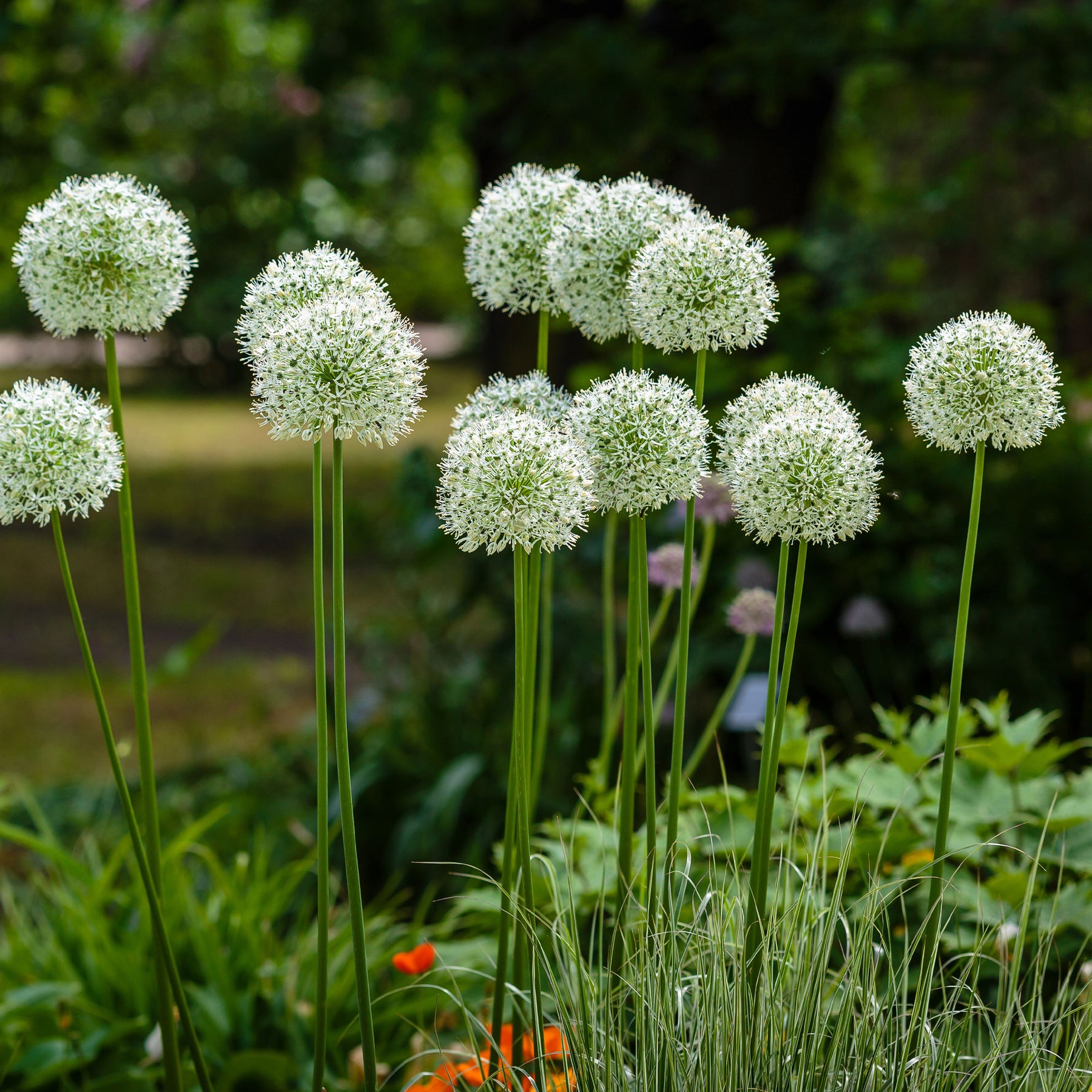 Allium - 2 Alliums Mount Everest - Allium stipitatum mount everest