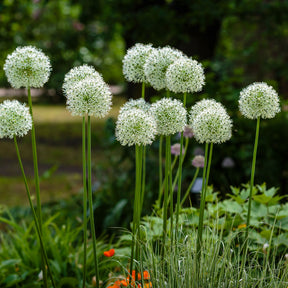 Allium - 2 Alliums Mount Everest - Allium stipitatum mount everest