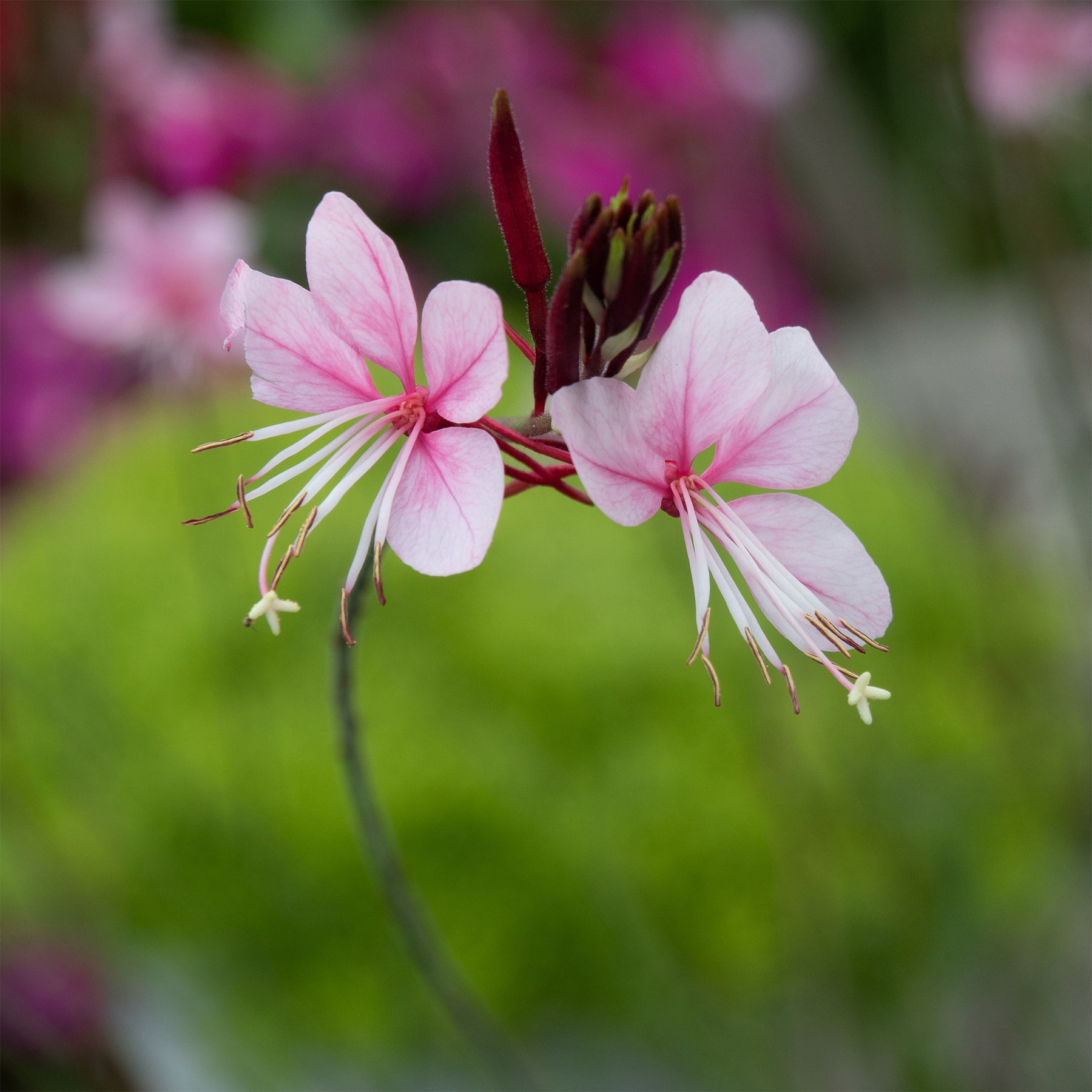 Gaura lindheimeri siskiyou pink - Gaura Siskiyou pink - Gaura