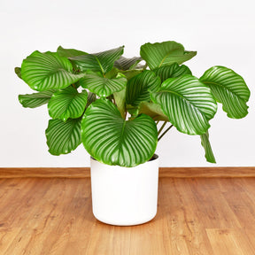 Calathea orbifolia - Willemse