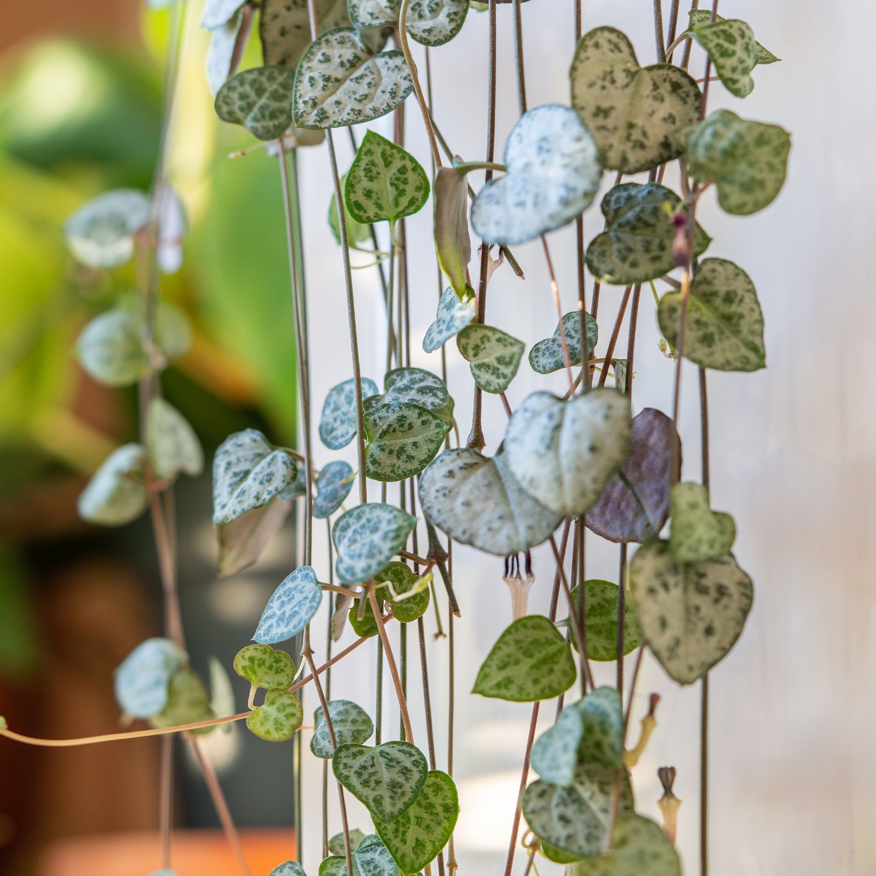 Cactus et plantes grasses - Chaine des coeurs - Ceropegia woodii