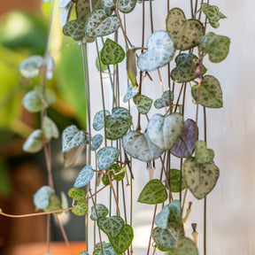 Cactus et plantes grasses - Chaine des coeurs - Ceropegia woodii