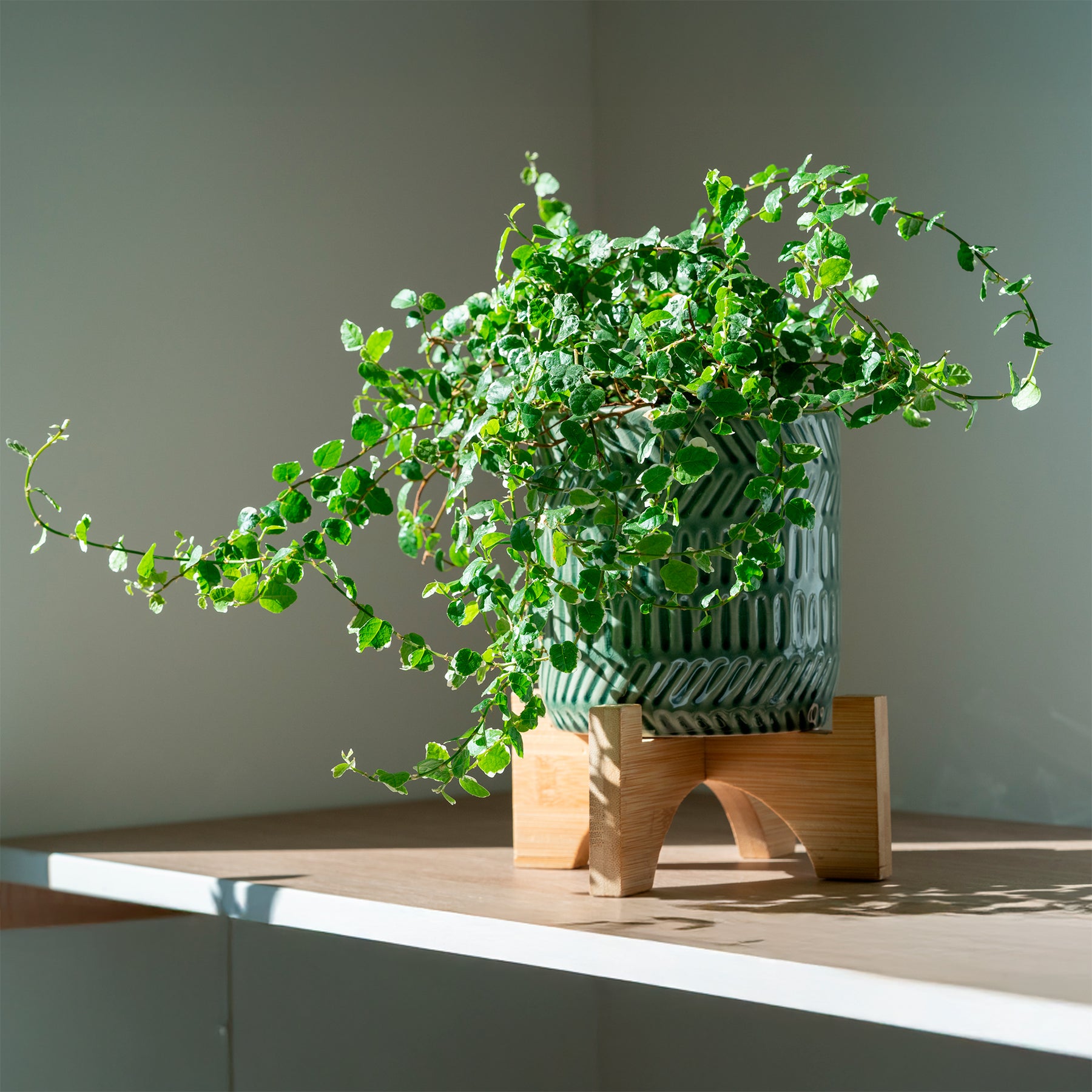 Ficus pumila White Sunny - Willemse