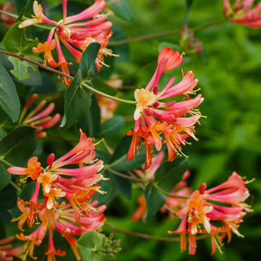 Chèvrefeuille grimpant Dropmore Scarlet