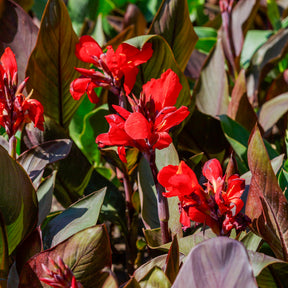 Canna - 2 Canna Red Futurity - Canna 'red futurity'