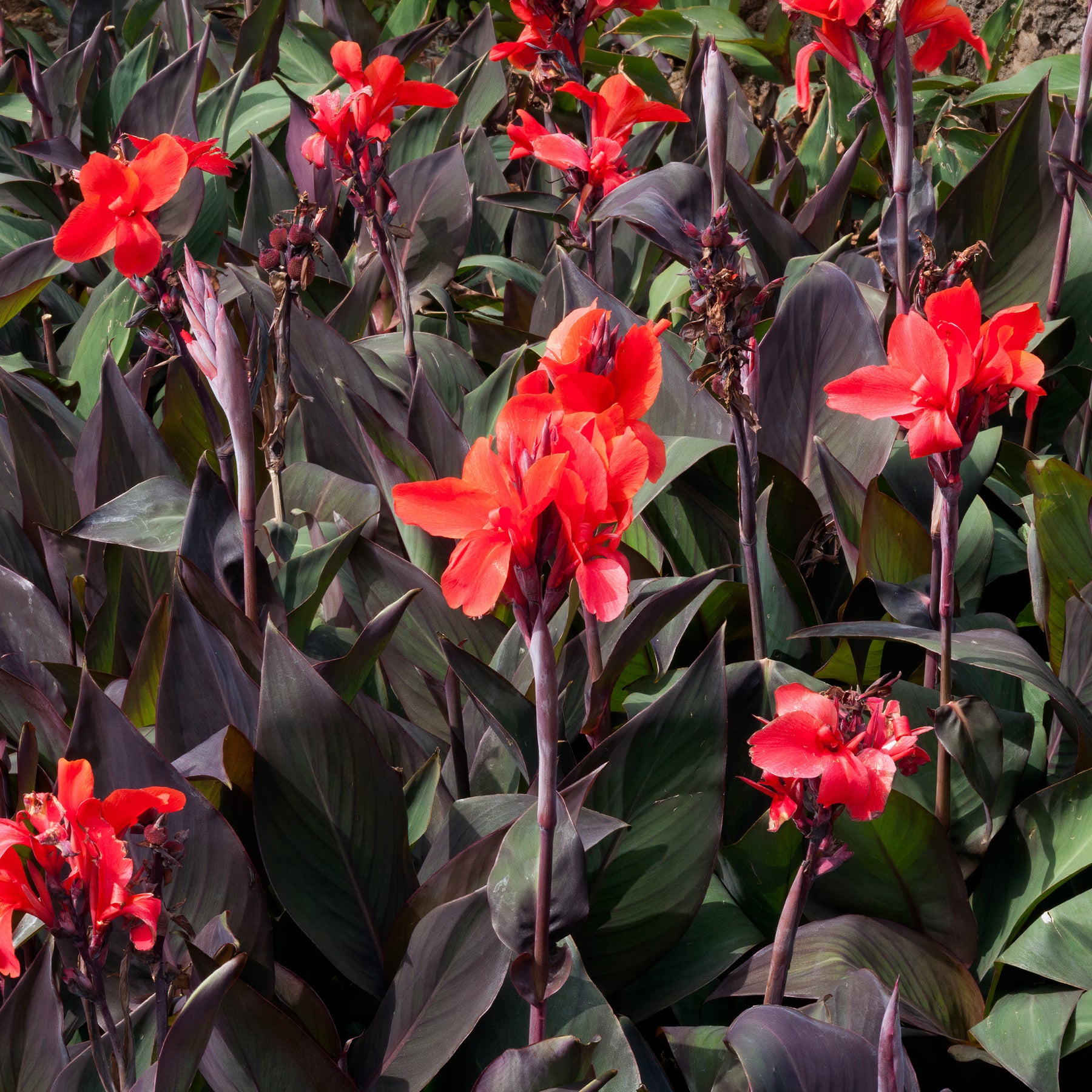 2 Canna Red Futurity - Canna 'red futurity' - Willemse