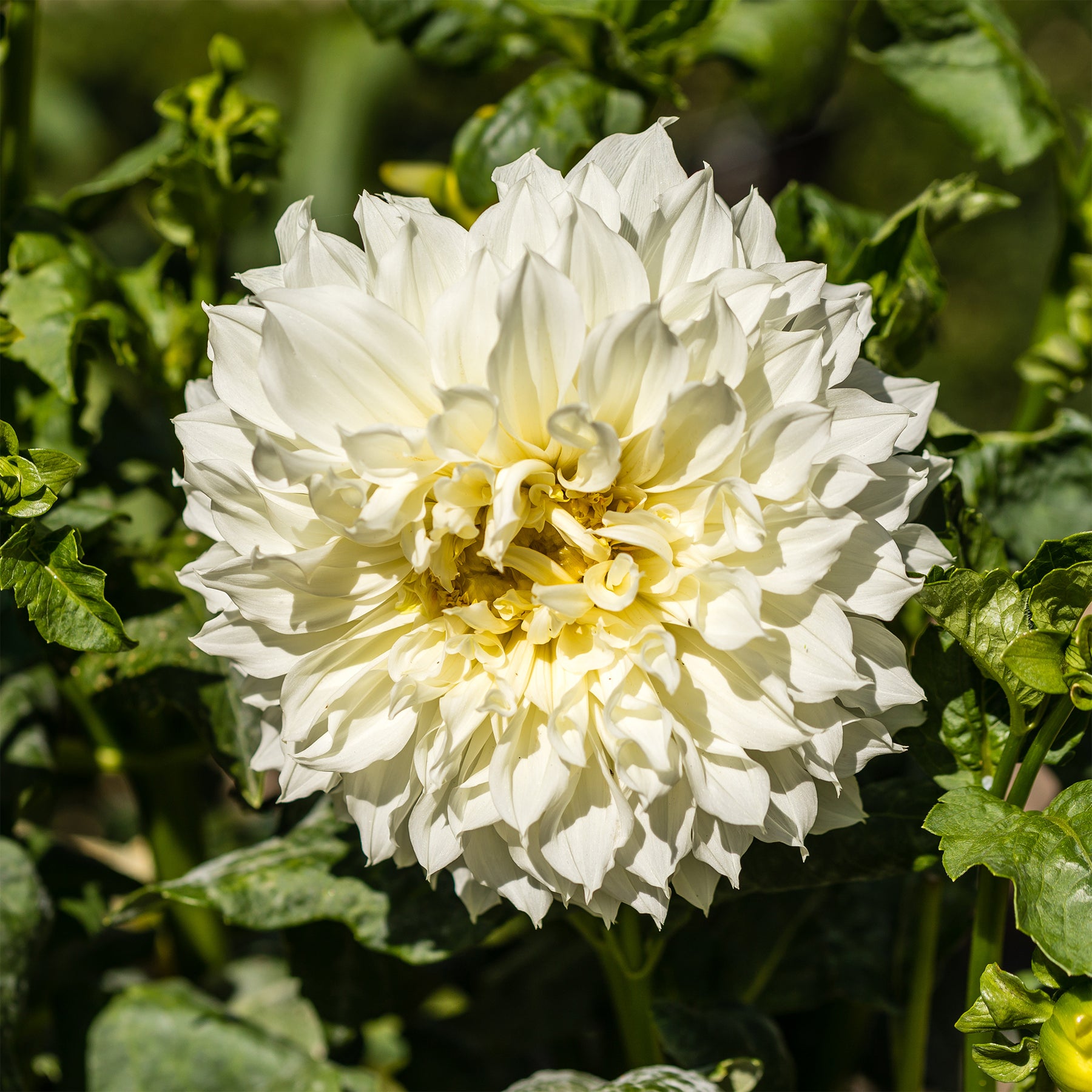 3 Dahlias géant Fleurel - Dahlia 'fleurel' - Willemse