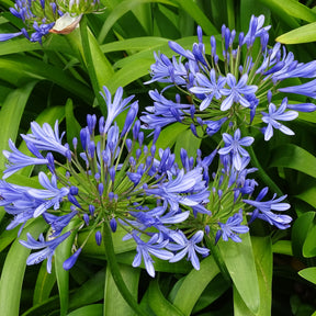 3 Agapanthes bleues