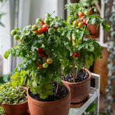 Tomate cerise Tiny Tim - Willemse
