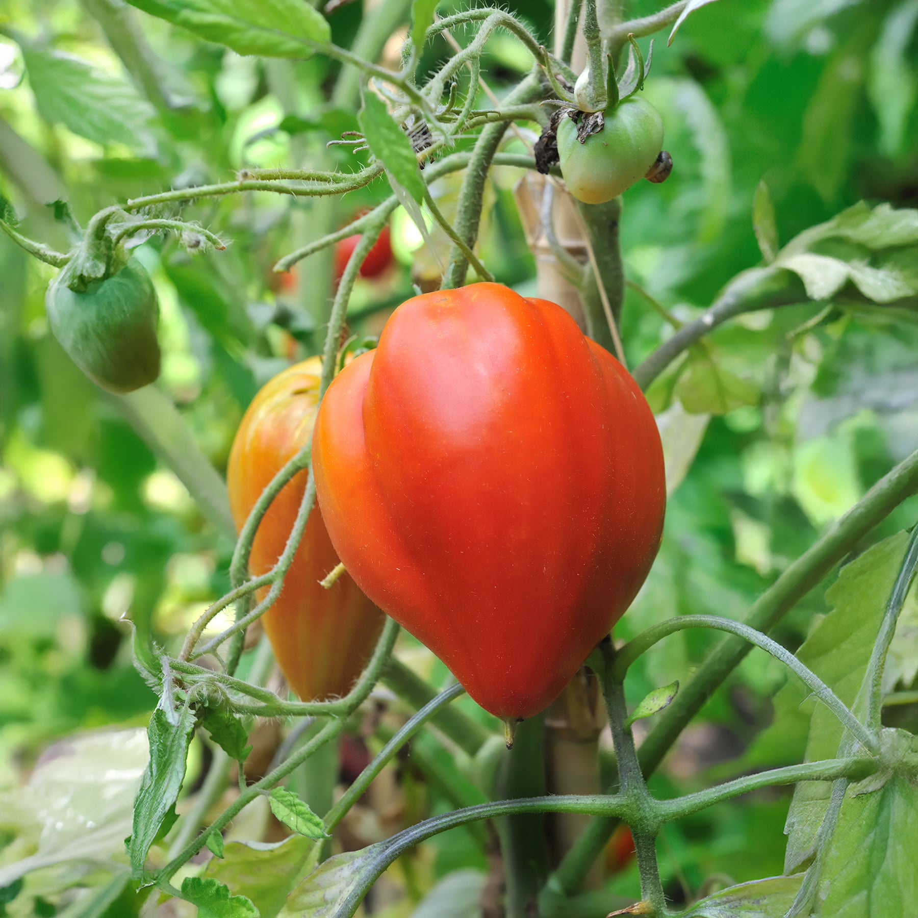 Solanum lycopersicum coeur de boeuf - Tomate Coeur de boeuf - Tomates