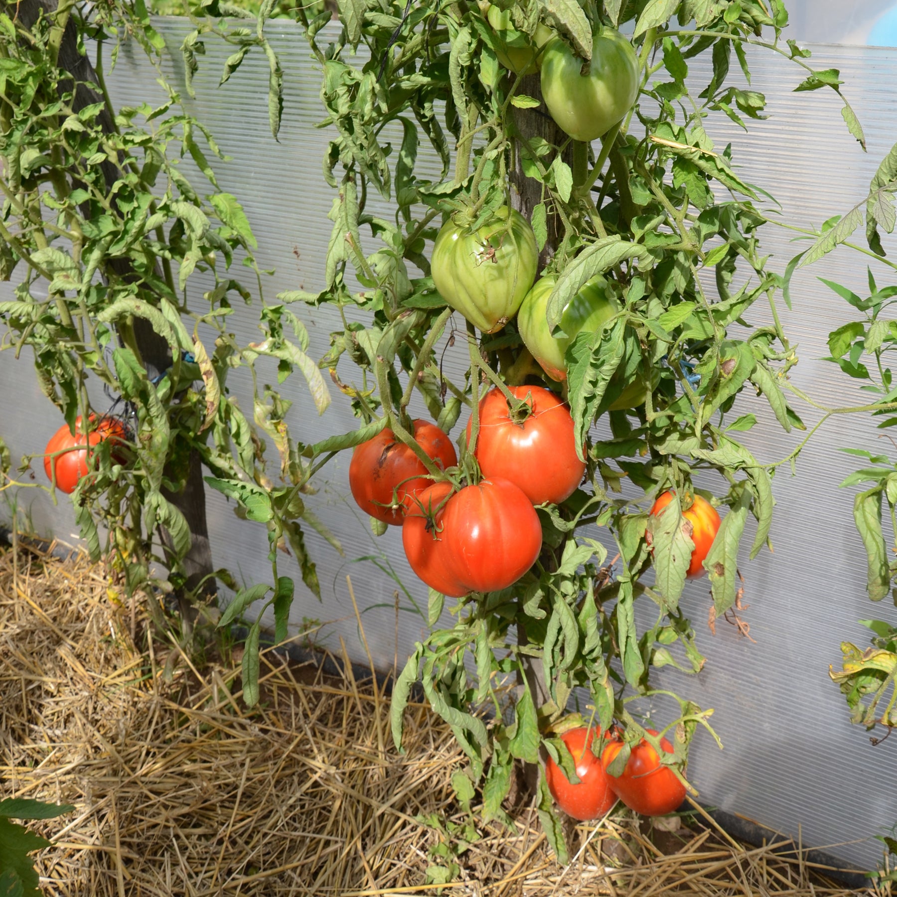 Tomates - Tomate Coeur de boeuf - Solanum lycopersicum coeur de boeuf
