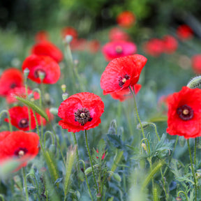 Papaver rhoeas red corn poppy - Pavot Red Corn Poppy Bio - Coquelicots et Pavots