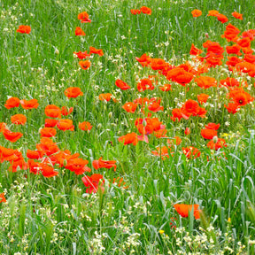 Coquelicots et Pavots - Pavot Red Corn Poppy Bio - Papaver rhoeas red corn poppy
