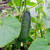 Concombre Marketmore Bio - Willemse