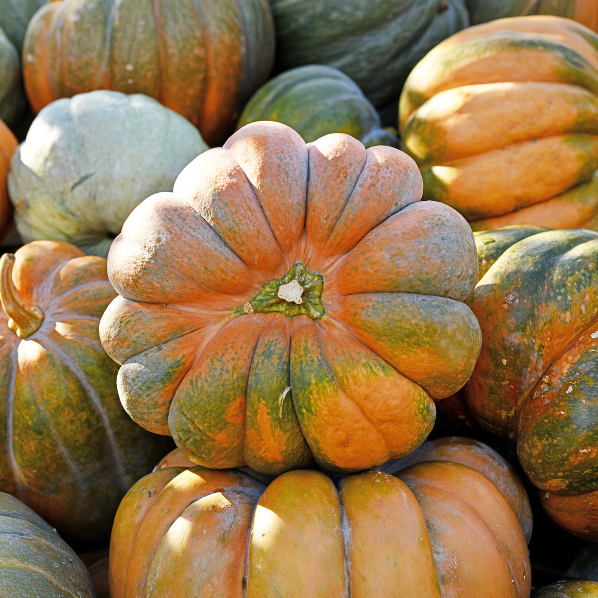 Courge Musquée de Provence Bio - Cucurbita maxima musquée de provence - Willemse