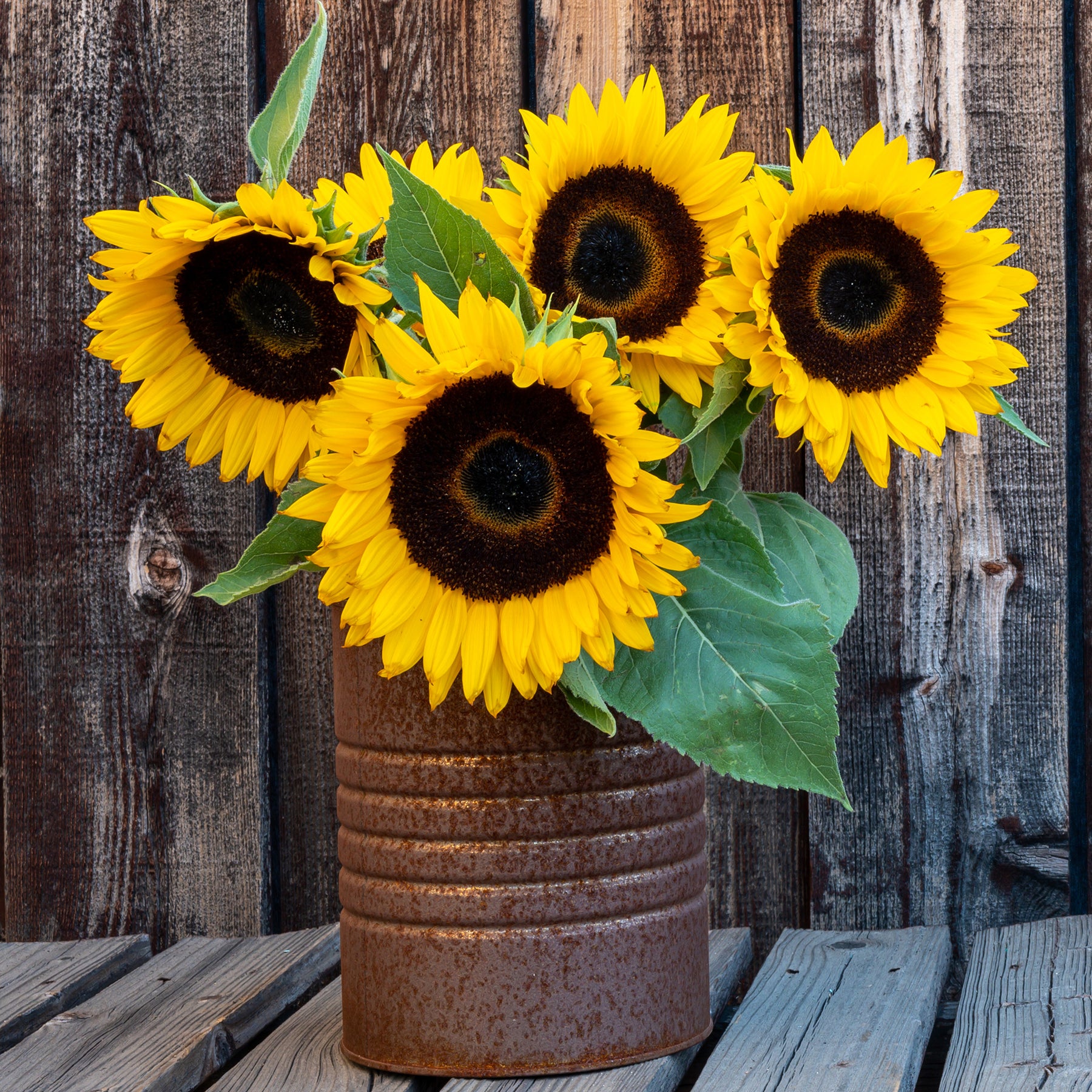 Tournesol à fleur simple naine Sunspot - Willemse
