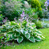 Hosta Patriot - Willemse