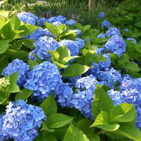 Vente Hortensia bleu - Hydrangea macrophylla