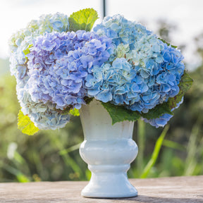 Hortensia bleu