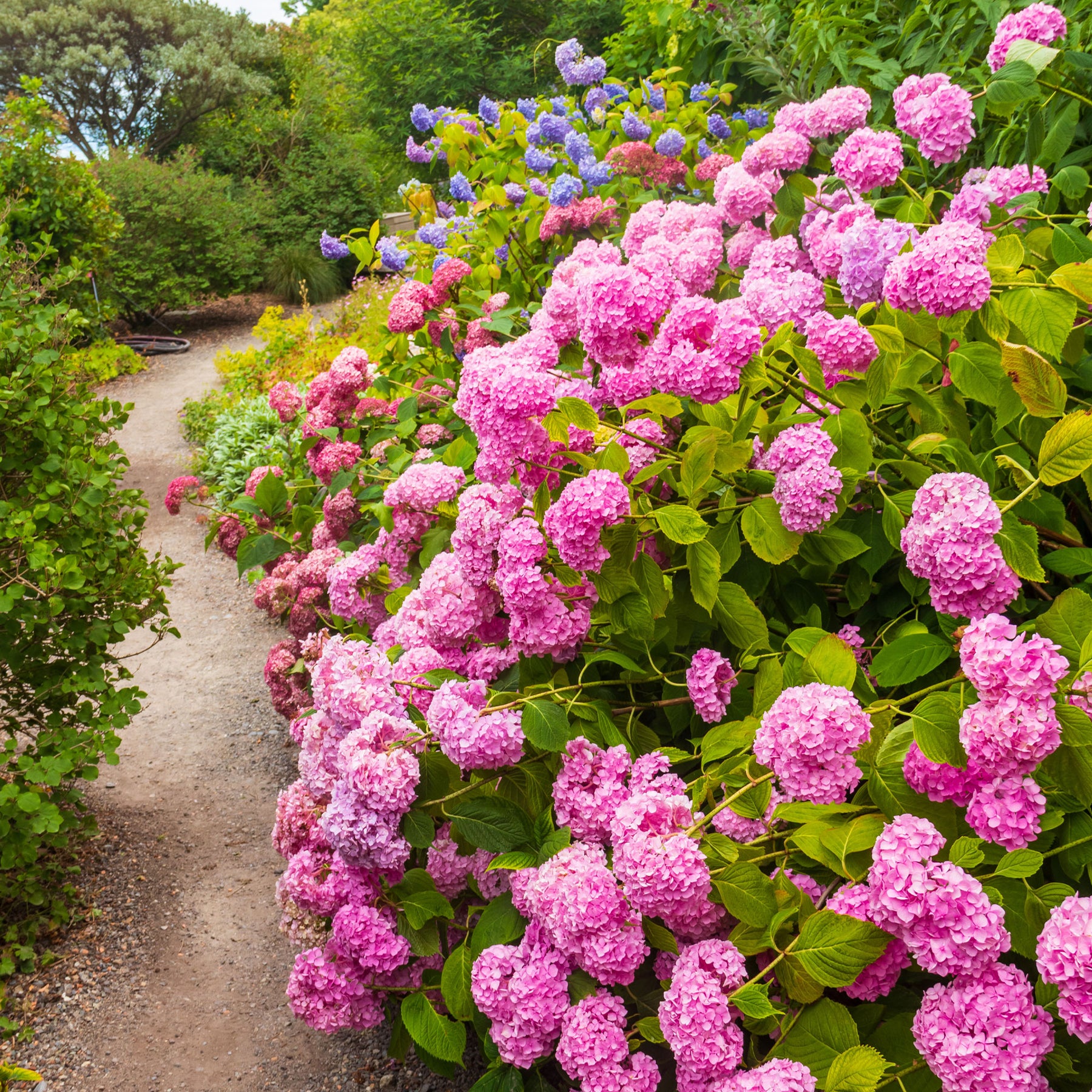 Hortensia rose