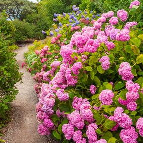 Hortensia rose