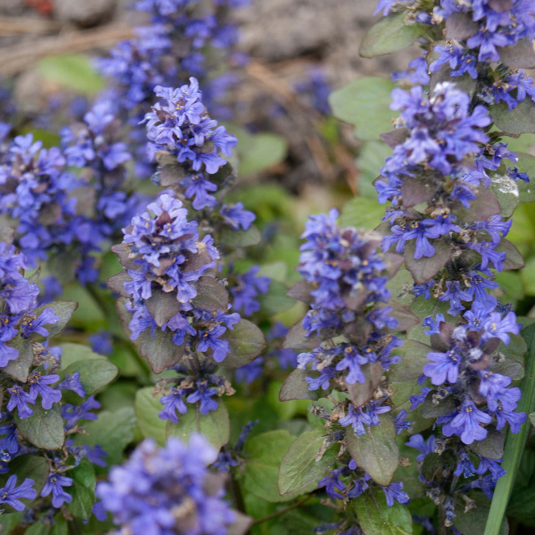 Vente Bugle rampante Atropurpurea - Ajuga reptans Atropurpurea