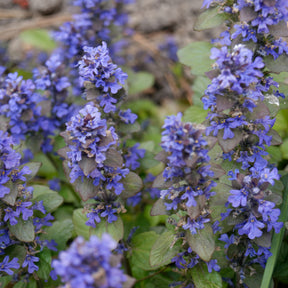 Vente Bugle rampante Atropurpurea - Ajuga reptans Atropurpurea