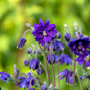 Ancolie des jardins Blue Barlow - Willemse