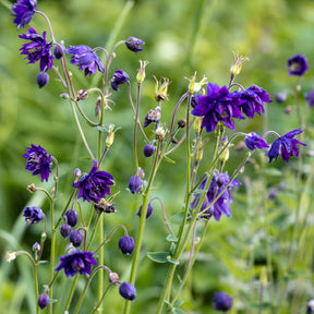 Vente Ancolie des jardins Blue Barlow