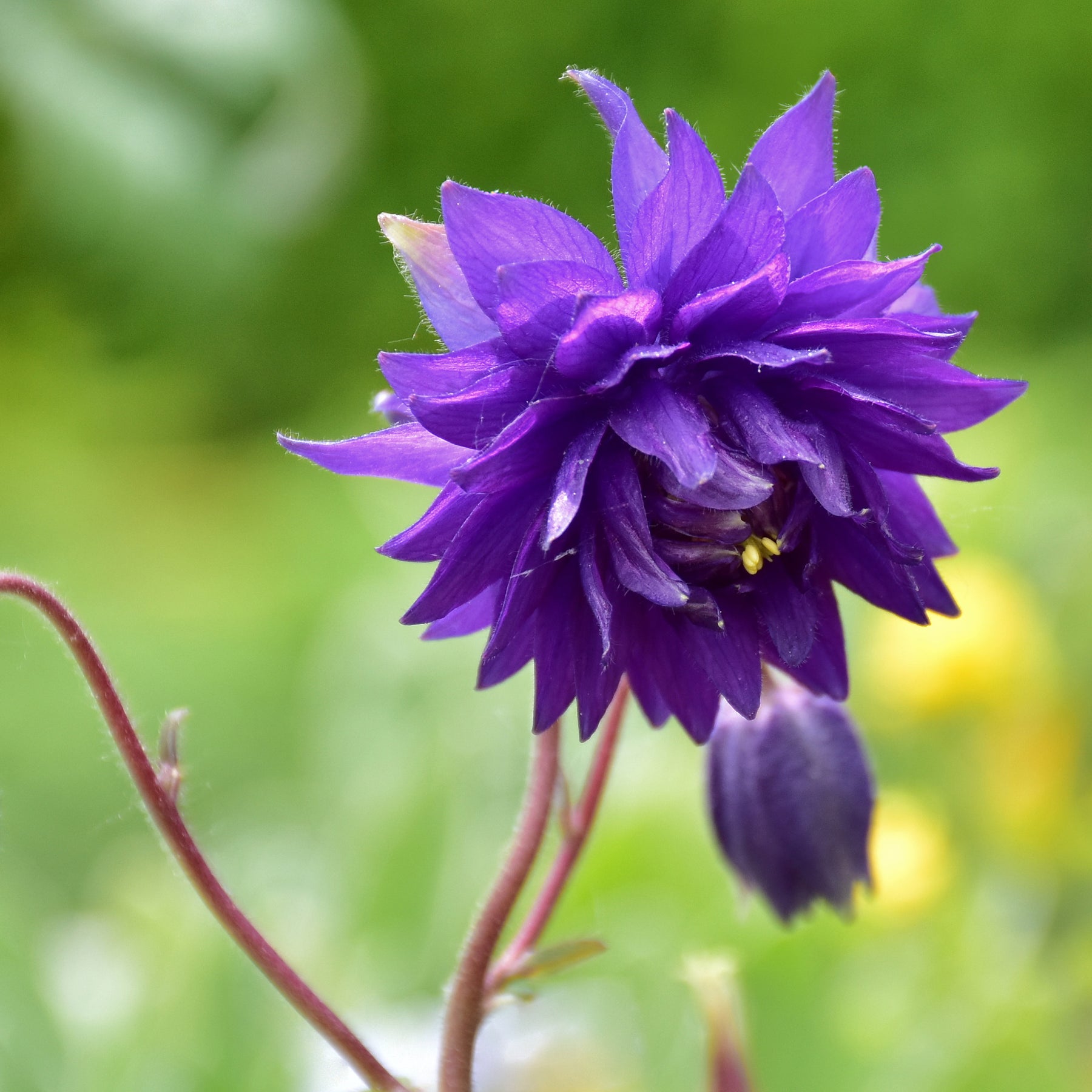 Aquilegia vulgaris Blue Barlow - Ancolie des jardins Blue Barlow - Ancolie